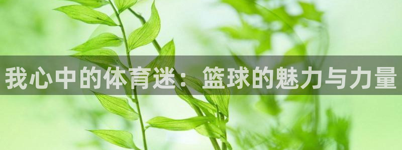 3377体育官方app下载：我心中的体育迷：篮球的魅力与力量